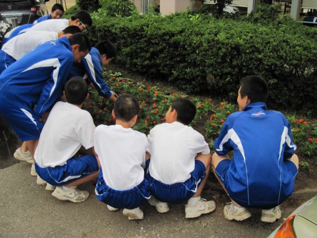 花壇の花の苗 植え替えボランティア 6月 13年 丸塚中学校 ブログ 丸塚中学校